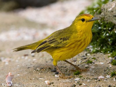 Yellow Warbler - Gele Zanger - Dendroica petechia aureola