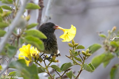 Large Cactus Finch - Grote Cactusgrondvink - Geospiza conirostris