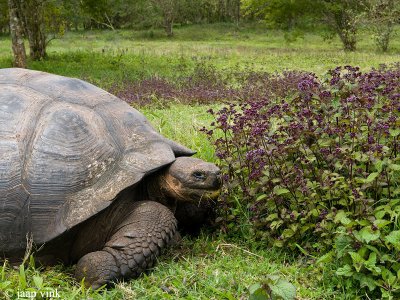 Galapagos Giant Tortoise - Galapagos Reuzenschildpad - Geochelone elephantopus