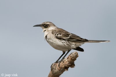 Galápagos Mockingbird - Galápagosspotlijster - Nesominus parvulus bauri