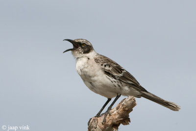 Galápagos Mockingbird - Galápagosspotlijster - Nesominus parvulus bauri