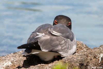Swallow-tailed Gull - Zwaluwstaartmeeuw - Creagrus furcatus