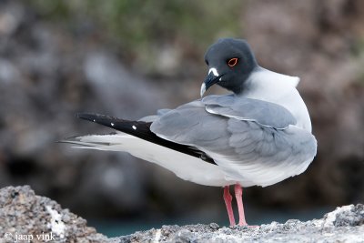 Swallow-tailed Gull - Zwaluwstaartmeeuw - Creagrus furcatus