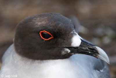 Swallow-tailed Gull - Zwaluwstaartmeeuw - Creagrus furcatus