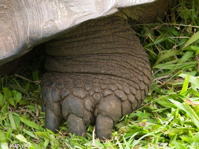 Galapagos Giant Tortoise - Galapagos Reuzenschildpad - Geochelone elephantopus