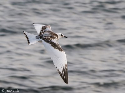 Swallow-tailed Gull - Zwaluwstaartmeeuw - Creagrus furcatus