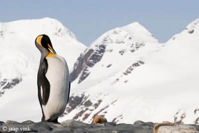 King Penguin - Koningspingun - Aptenodytes patagonicus