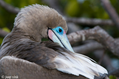 Red-footed Booby - Roodpootgent - Sula sula