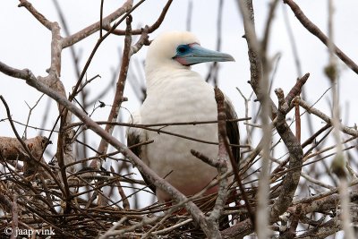 Red-footed Booby - Roodpootgent - Sula sula