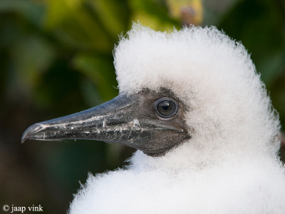 Red-footed Booby - Roodpootgent - Sula sula