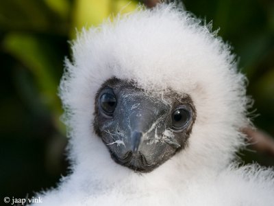 Red-footed Booby - Roodpootgent - Sula sula