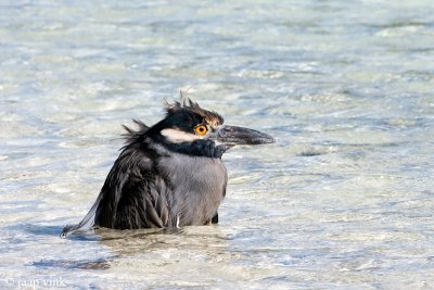 Yellow-crowned Night-heron - Geelkruinkwak - Nycticorax violaceus pauper