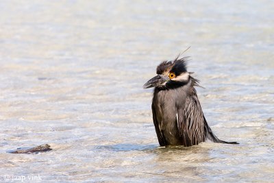 Yellow-crowned Night-heron - Geelkruinkwak - Nycticorax violaceus pauper