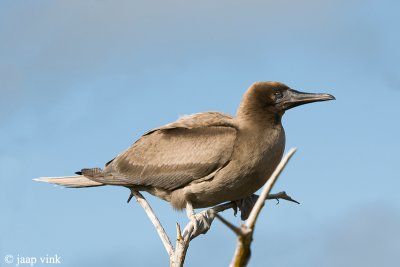 Red-footed Booby - Roodpootgent - Sula sula