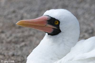 Nazca Booby - Nascagent - Sula granti