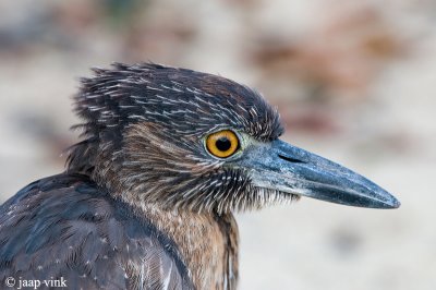 Yellow-crowned Night-heron - Geelkruinkwak - Nycticorax violaceus pauper