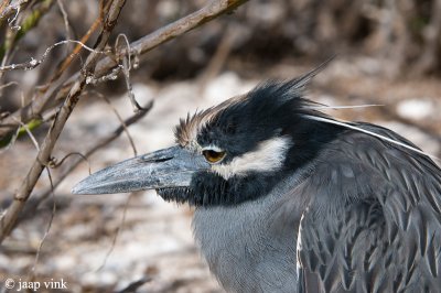 Yellow-crowned Night-heron - Geelkruinkwak - Nycticorax violaceus pauper