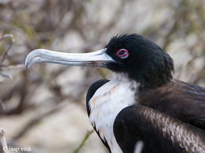 Great Frigatebird - Grote Fregatvogel - Fregata minor