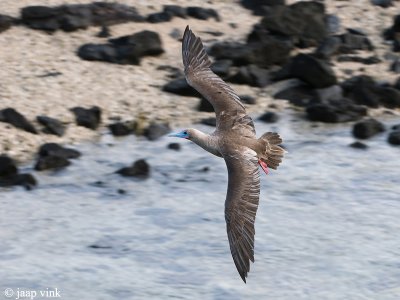 Red-footed Booby - Roodpootgent - Sula sula