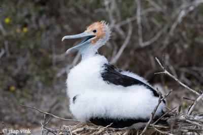 Great Frigatebird - Grote Fregatvogel - Fregata minor