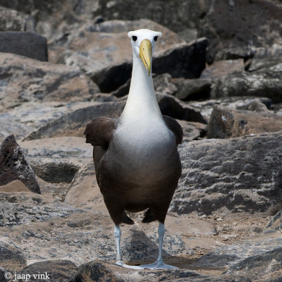 Waved Albatross - Galápagosalbatros - Diomedea irrorata