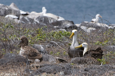 Waved Albatross - Galápagosalbatros - Diomedea irrorata