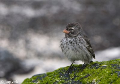 Small Ground Finch - Kleine Grondvink - Geospiza fuliginosa