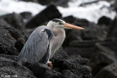 Great Blue Heron - Amerikaanse Blauwe Reiger - Ardea herodias cognata