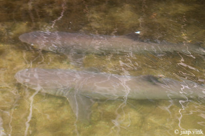 Whitetip Reef Shark -Wittiprifhaai - Carcharhinus amblyrhynchos