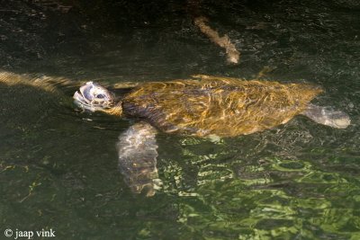 Hawksbill Turtle - Karetschildpad - Eretmochelys imbricata