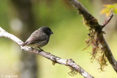 Small Tree Finch - Kleine Boomvink - Camarhynchys parvulus