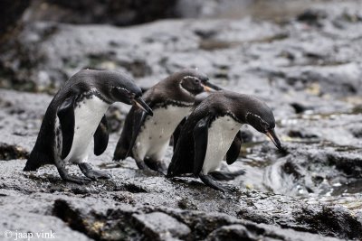 Galpagos Penguin - Galpagospinguin - Sphenisculus mendiculus