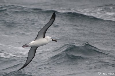 Atlantic Yellow-nosed Albatross - Geelbekalbatros - Thalassarche chlororhynchos