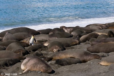 King Penguin - Koningspingun - Aptenodytes patagonicus