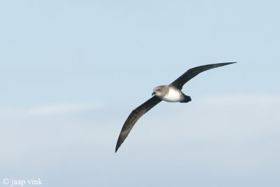 Atlantic Petrel - Schlegel-Stormvogel - Pterodroma incerta