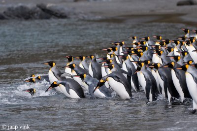 King Penguin - Koningspingun - Aptenodytes patagonicus