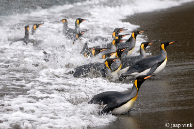 King Penguin - Koningspingun - Aptenodytes patagonicus