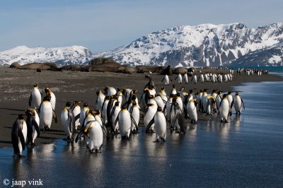 King Penguin - Koningspingun - Aptenodytes patagonicus