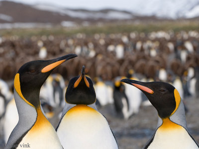 King Penguin - Koningspingun - Aptenodytes patagonicus