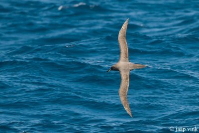 Dark-mantled Sooty Albatross - Zwarte Albatros - Phoebetria fusca