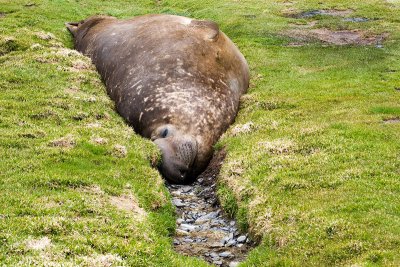 Southern Elephant Seal - Zeeolifant - Mirounga leonina