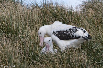 Wandering Albatross - Grote Albatros - Diomedea exulans