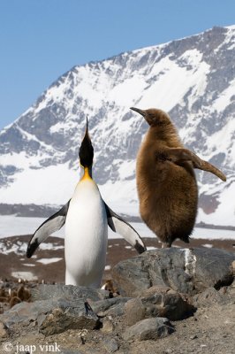 King Penguin - Koningspingun - Aptenodytes patagonicus