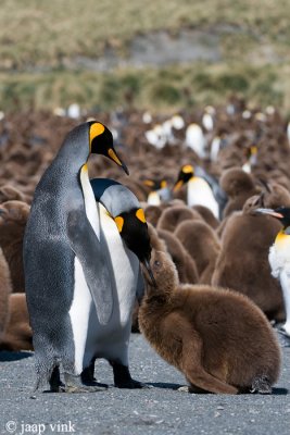 King Penguin - Koningspingun - Aptenodytes patagonicus