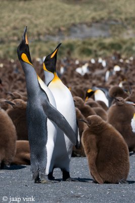 King Penguin - Koningspingun - Aptenodytes patagonicus