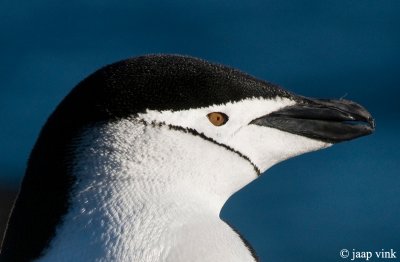 Chinstrap Penguin - Kinbandpingun - Pygoscelis antarctica
