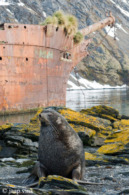 Bayard Ship Wreck with Antarctic Fur Seal
