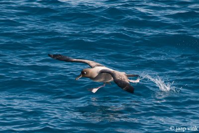 Light-mantled Sooty Albatros - Roetkopalbatros - Phoebetria palpebrata