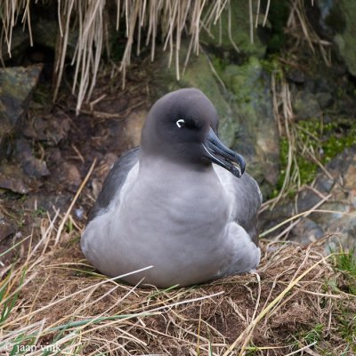 Light-mantled Sooty Albatross - Roetkopalbatros - Phoebetria palpebrata