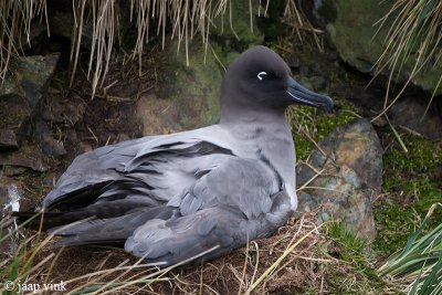 Light-mantled Sooty Albatross - Roetkopalbatros - Phoebetria palpebrata